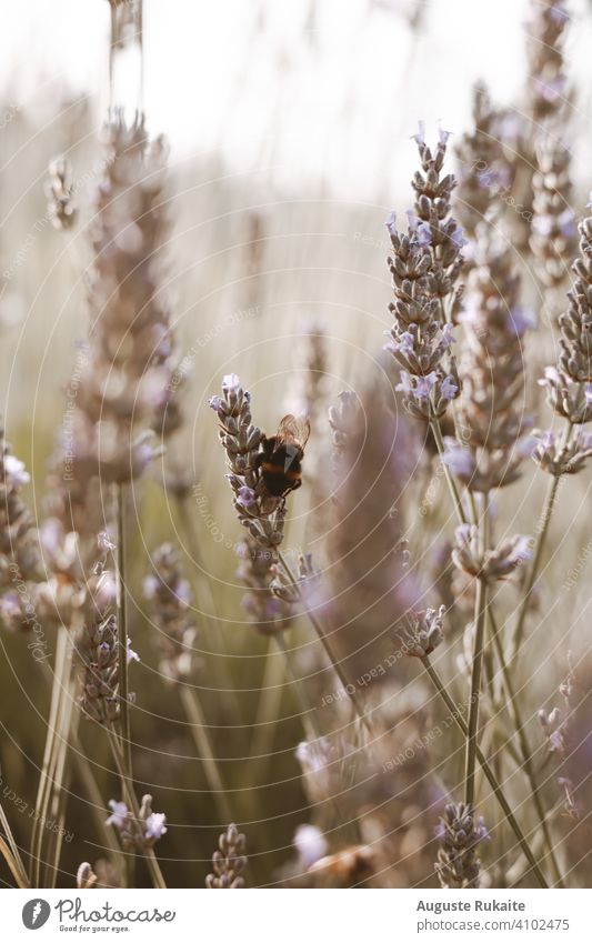 Hummel sitzt auf Lavendel im Garten Biene Insekt Blume Blüte Sommer Staubfäden Natur Pflanze Makroaufnahme grün Nektar Nahaufnahme Tier gelb Pollen Liebling