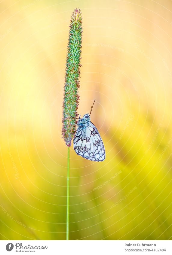 Ein Schmetterling ( Melanargia galathea ) sitzt an einem Grashalm ( Phleum pratense ) auf einer sonnigen Wiese Falter Schachbrett Wiesen-Lieschgras Sonne Sommer