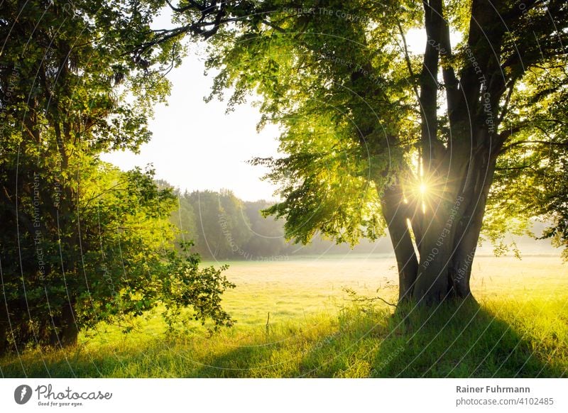 Eine Landschaft bei Sonnenaufgang nördlich von Berlin. Durch das Geäst einer Buche strahlt die aufgehende Sonne. Sonnenstrahlen Frühling grün menschenleer Wiese