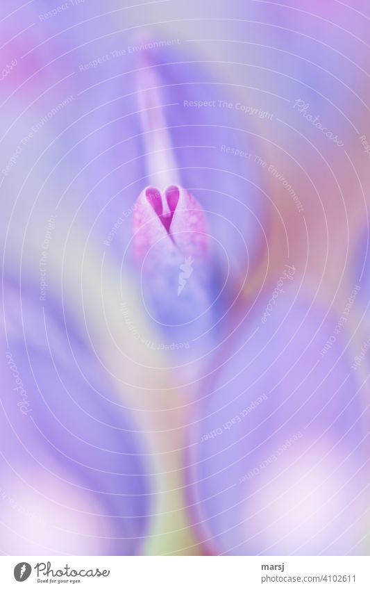 Von Herzen. Ein Blütenteil der Lupine in Herzform Lupinenblüte Pflanze blühende Blume herzförmig herzförmige Blütenblätter Naturliebe violett Farbfoto