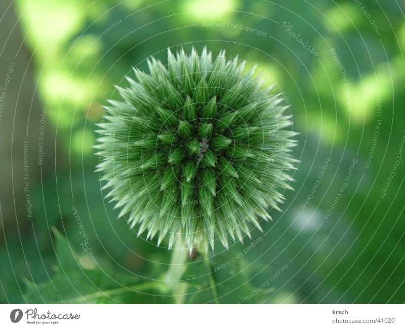 Distel Natur Detailaufnahme Blume Makroaufnahme Kugel grün Pflanze Garten Stachel Spitze stachelig rund Symmetrie Nahaufnahme