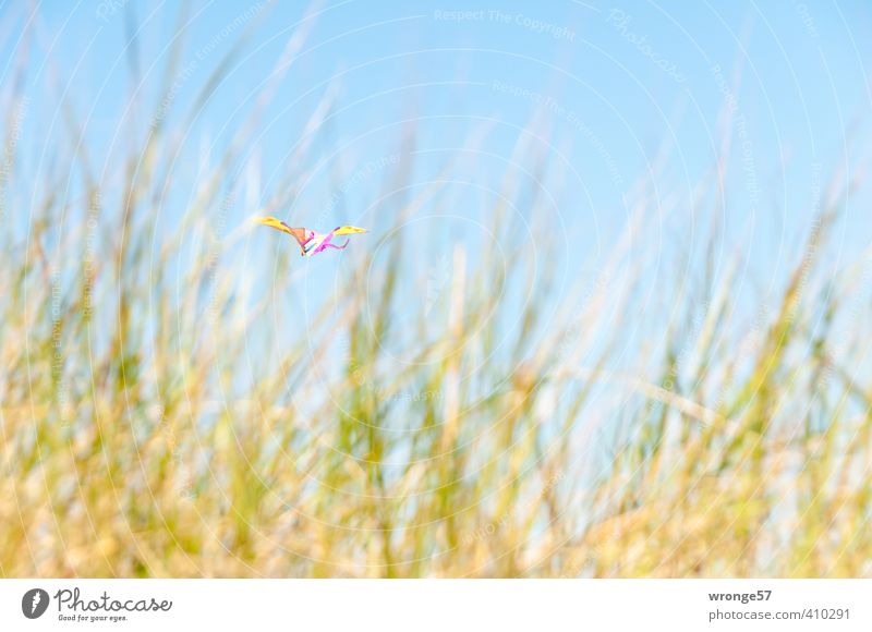 Dünendrache Spielen Drachenfliegen Sommer Strand blau mehrfarbig gelb grün Lenkdrachen Spielzeug Windspiel fliegend Himmel himmelblau Stranddüne Dünengras