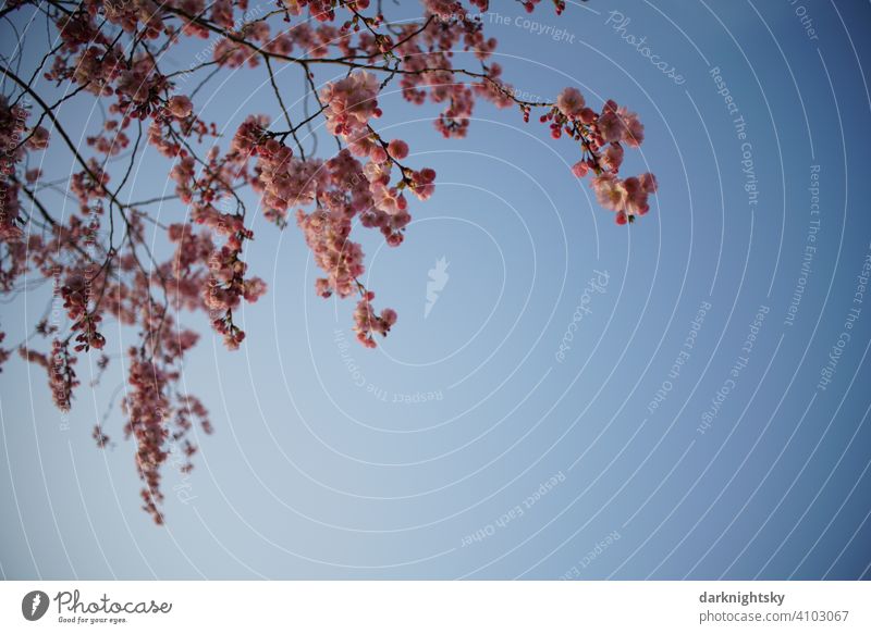 Kirsch Baum in voller Blüte im frühen Frühling und zu Ostern Garten Blühend Sakura japanische Kanzan Schönes Wetter Außenaufnahme Prunus serrulata Himmel Duft