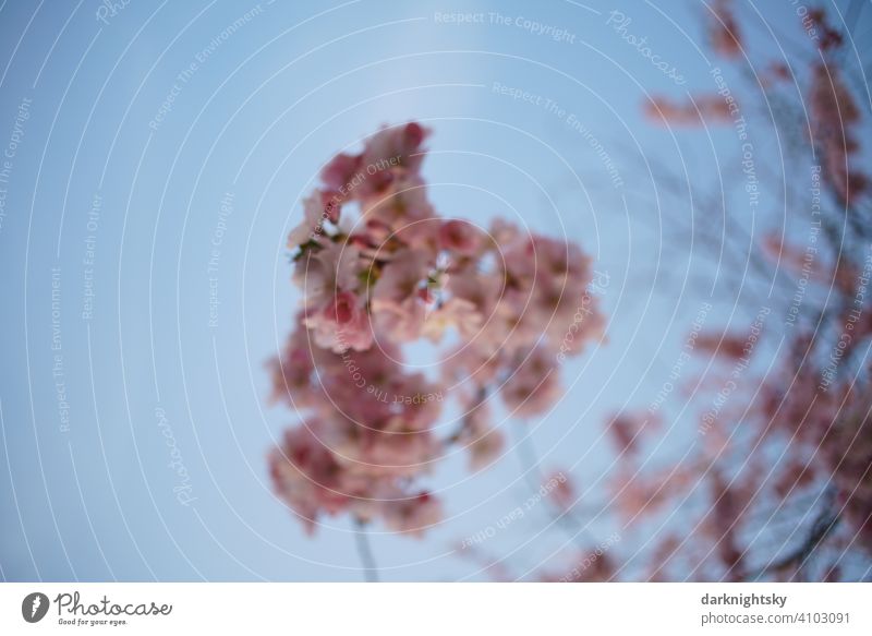 Unscharfe Aufnahme Kirschblüte Sakura als Hintergrund Baum in voller Blüte mit Bokeh Garten Blühend japanische Kanzan Schönes Wetter Außenaufnahme Prunus