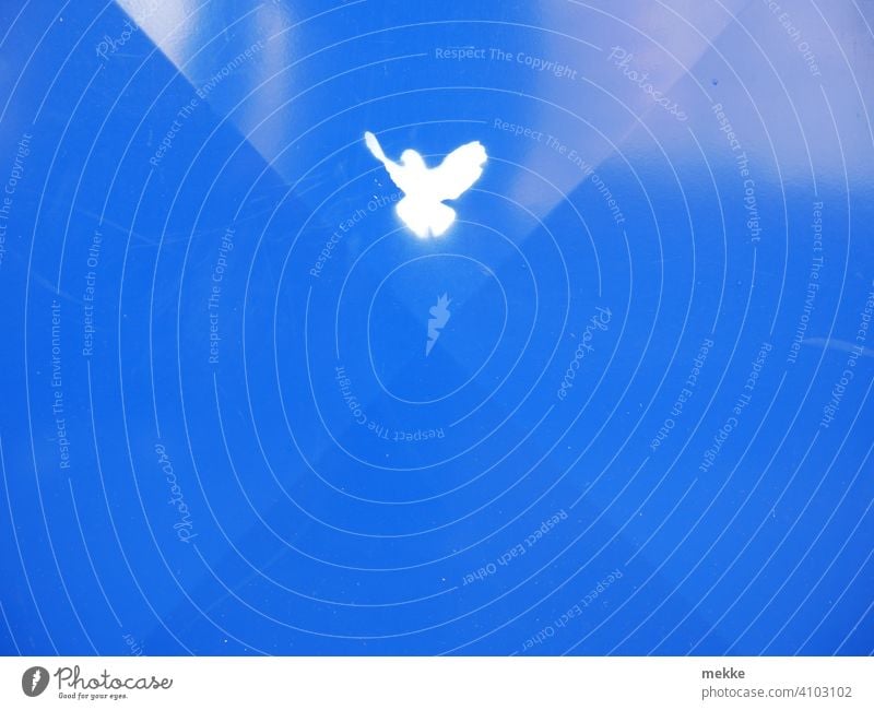 Friedenstaube auf blauem Blech Taube weiß Zeichen Symbol Symbole & Metaphern Vogel minimalistisch Hoffnung friedlich Schriftzeichen Freiheit Müllbehälter