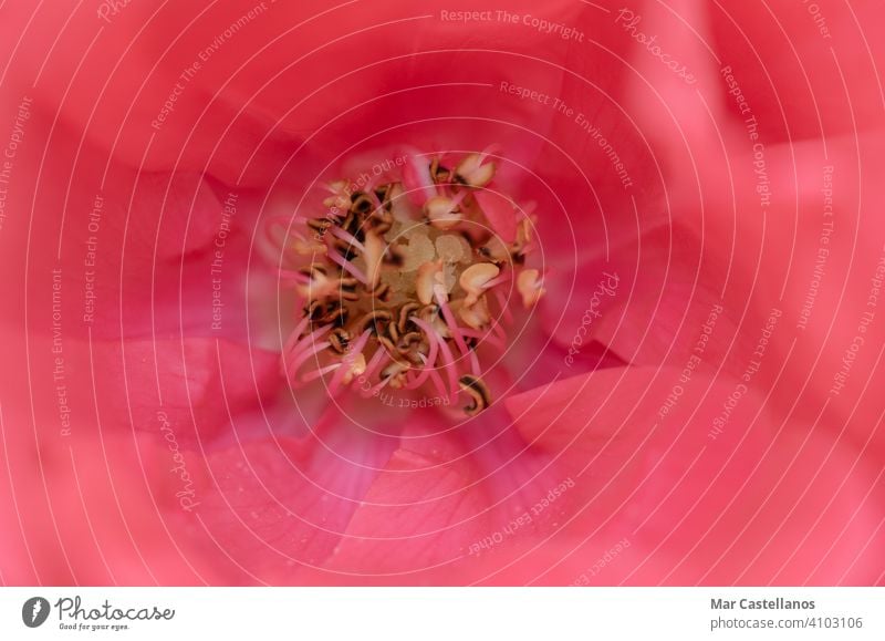 Makroaufnahme der Mitte einer Rose. Texturen. Roséwein cento Blütenblätter Kelchblätter stabres Pestilenz rosa Blumen Nahaufnahme Fotografie Makro-Fotografie
