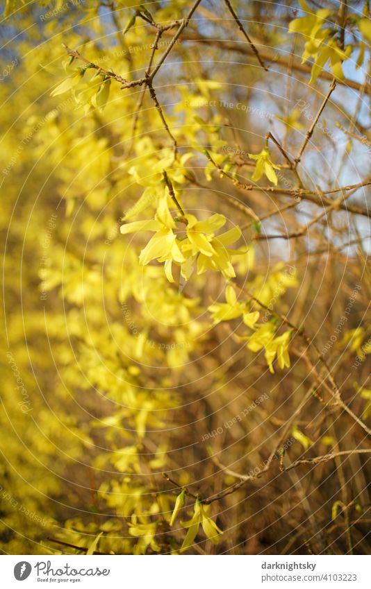 Forsythien in voller Blüte mit einer starken Unschärfe und einem retro-look Farbfoto Lifestyle Außenaufnahme exotisch trendy gelbe Blüten blühender Strauch