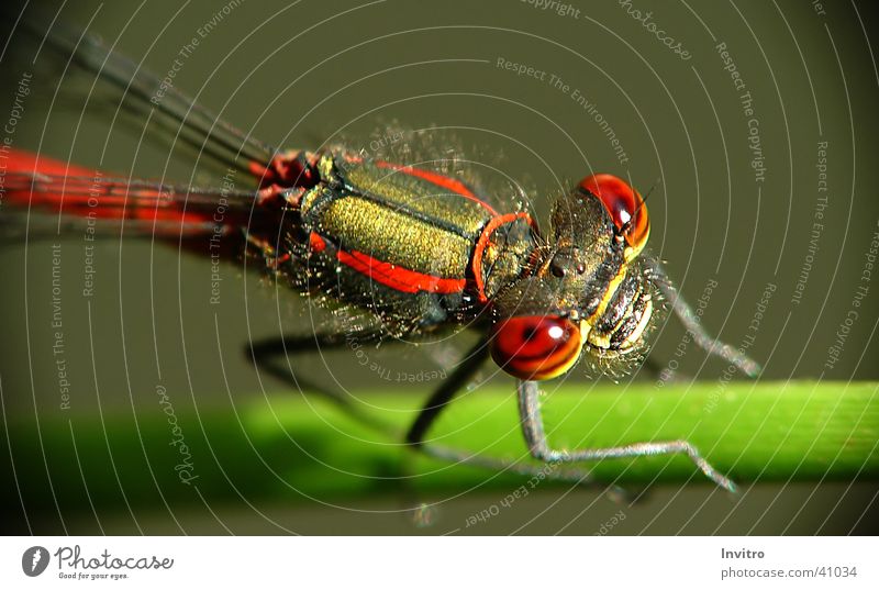 Libellenaugen Insekt Frühe Adonislibelle Auge Makroaufnahme Detailaufnahme