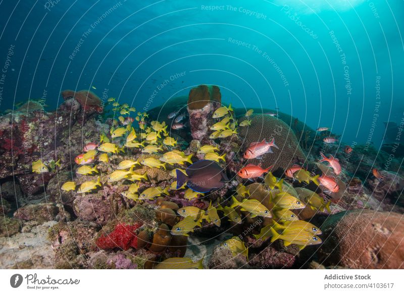 Schwarm schöner Fische in azurblauem Wasser Fischgruppe fliegend Korallen groß Fauna Schwimmsport MEER Natur unter Wasser Meer Plankton Tauchen reffen