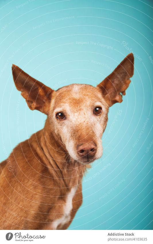 Porträt eines braunen Podenco-Hundes mit traurigem Blick auf blauem Hintergrund Haustier Säugetier Tier züchten Mischling Fell Welpe vereinzelt verwirrt