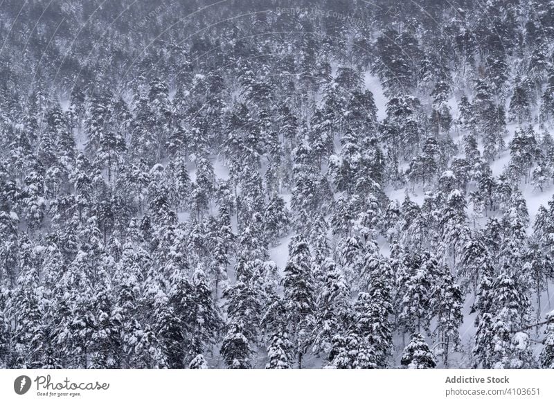 Mit Schnee und Eis bedeckter Kiefernwald in einer nebligen Landschaft in den Bergen Nordspaniens Schneefall Berge u. Gebirge Nebel Winter weiß Norden Pinienwald
