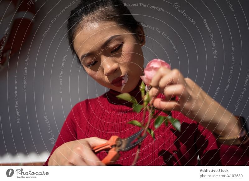 Junge asiatische Frau schneidet Rosenstängel mit einer Gartenschere geschnitten Roséwein Floristik Arbeit Chinesisch Japanisch Blume Brötchen jung ethnisch