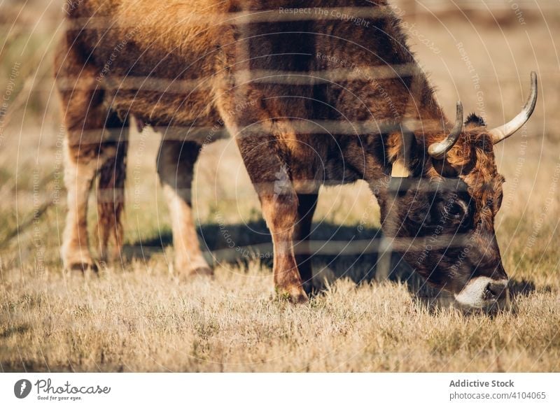 Landschaftlicher Blick auf grasende Tiere auf einer Sommerweide weiden Weide Kuh heimisch Feld Natur Säugetier Herde grün Wiese Bauernhof ländlich Wade Umwelt