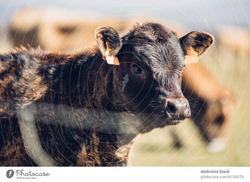 Landschaftlicher Blick auf grasende Tiere auf einer Sommerweide weiden Weide Kuh heimisch Feld Natur Säugetier Herde grün Wiese Bauernhof ländlich Wade Umwelt