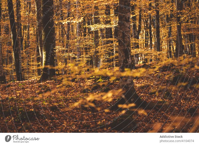 Wunderschöne Landschaft mit goldenem Herbst im Wald fageda Garrotxa jorda olot Baum Laubwerk Deckung Boden Wurzel Natur fallen Saison gelb Park ländlich