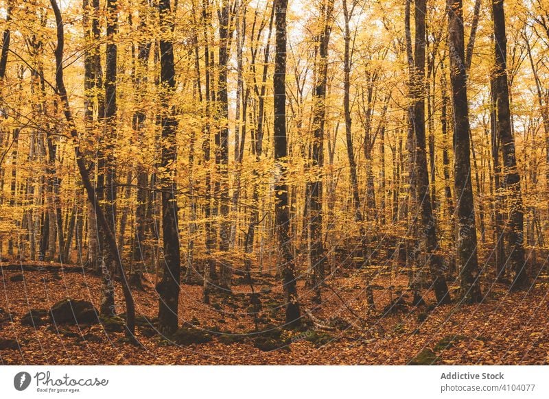 Wunderschöne Landschaft mit goldenem Herbst im Wald fageda Garrotxa jorda olot Baum Laubwerk Deckung Boden Wurzel Natur fallen Saison gelb Park ländlich