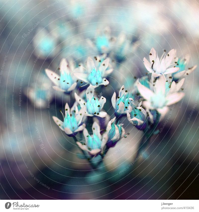 plaue plüten Natur Pflanze Sommer Blüte Wildpflanze exotisch ästhetisch außergewöhnlich schön blau türkis zyan Makroaufnahme Nahaufnahme Blütenknospen Färbung