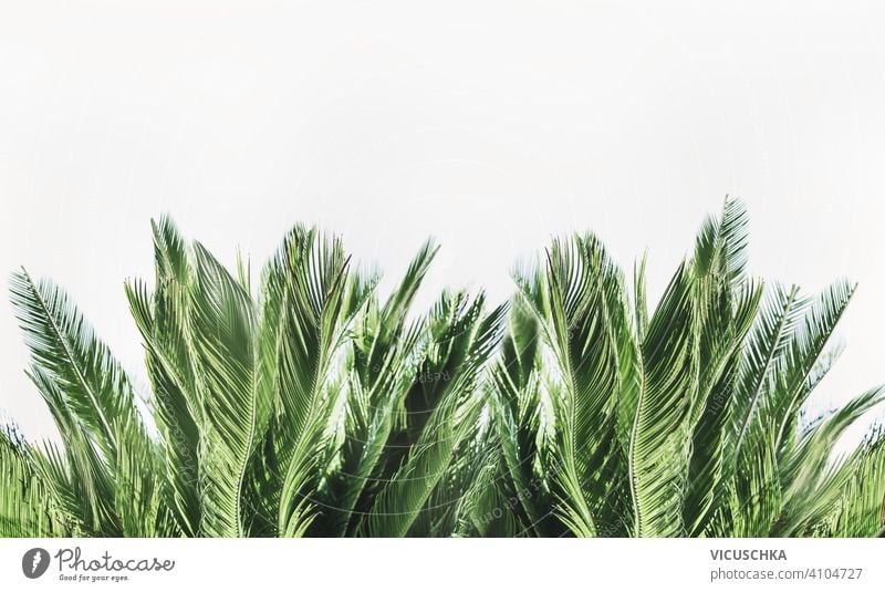 Tropische Palmenblätter Grenze auf weißem Hintergrund tropisch Handfläche Blätter Borte natürlich Laubwerk Regenwald Dschungel Urlaub Vorlage Flora botanisch