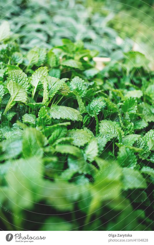 Minzkräuter auf dem Markt. Minze Sommer grün Pflanze Hintergrund Natur Blatt Frühling Ackerbau frisch wachsen natürlich organisch Gesundheit Bestandteil