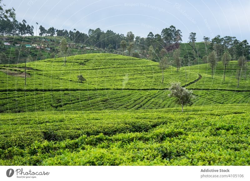 Malerische Landschaft mit Teefeldern in Sri Lanka Morgen malerisch Pflanze Schonung Natur grün Sommer ländlich Hochland Umwelt Berge u. Gebirge ruhig Tal Hügel
