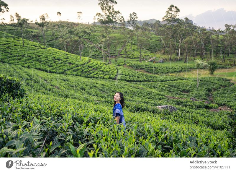 Glückliche charmante asiatische Frau, die auf Teefeldern in Sri Lanka spazieren geht Spaziergang reisen traditionell Schonung Wiese Tal Sari Pflanze Natur