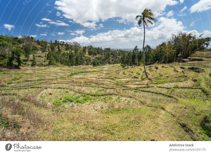 Grün gestufte Felder gegen kleines Dorf auf einem Hügel kultiviert Ackerbau Terrasse Schonung Ackerland ländlich Industrie Provinz Horizont Natur Osttimor