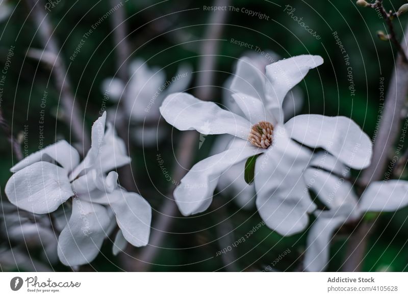 Weiße Magnolienblüte mit großen Blütenblättern Flora Blume Blütenblatt rein sanft duftig aromatisch Garten botanisch schön Natur Frühling Überstrahlung Charme