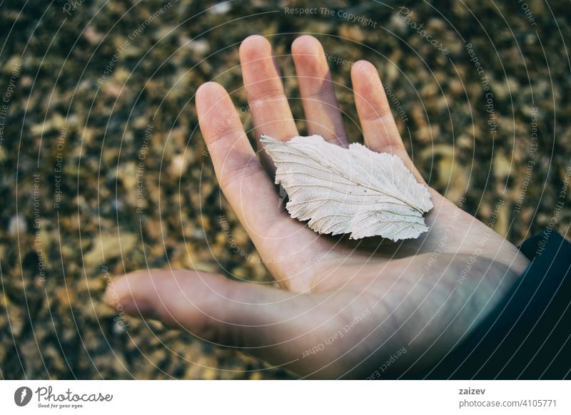 Hand eines Mannes, der ein abgefallenes Blatt von einem Baum hält Sorbus Farben horizontal Vene ruhend verlassend Leben Ahorn saisonbedingt texturiert abstrakt