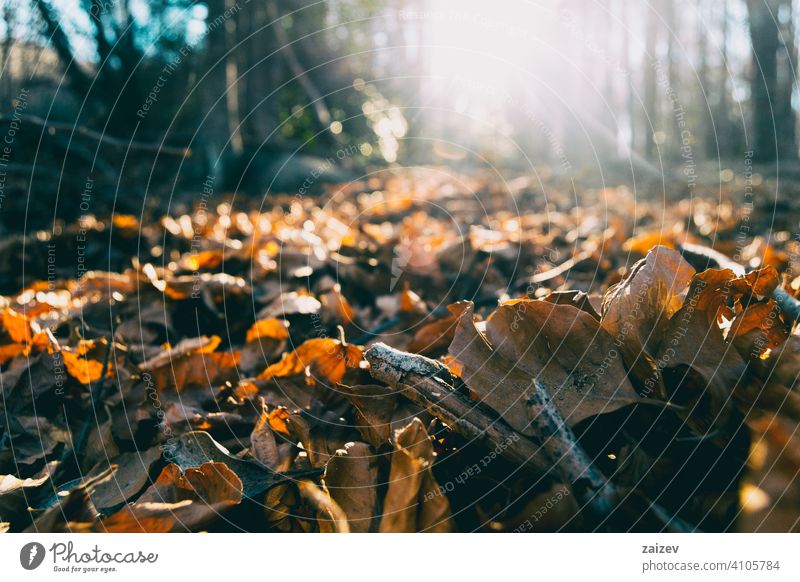 Mantel von orange gefallenen Blättern mit Sonnenuntergang Hintergrund Herbst Saison braun Wald schön im Freien Pflanze Blatt Natur Laubwerk Boden gelb hell