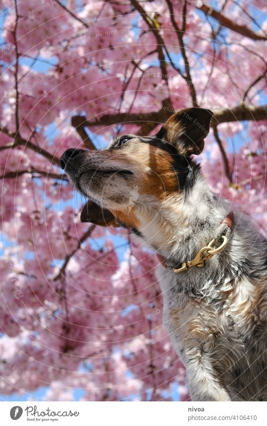 Jack Russell Terrier unter einem Kirschblütenbaum jack russel terrier kirschblütenbaum Halsband Tierliebe Frühling Blütenblätter rosa rosa Hintergrund Fell