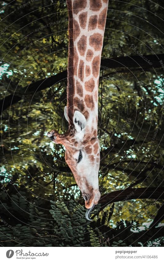 Langhals – Giraffe beim fressen Giraffenkopf giraffenhals Giraffenessen Giraffenmuster Safari Hals Tierporträt Tiergesicht tierwelt tiere Tierernährung Fressen