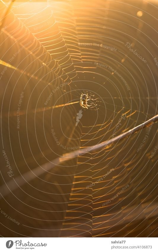 Spinnennetz im Gegenlicht Netz Radnetzspinne Kreuzspinne Natur Tier Nahaufnahme Schwache Tiefenschärfe Menschenleer braun filigran kunstvoll Morgensonne
