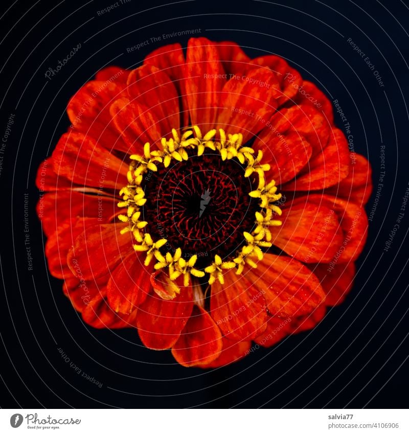 Blütenkranz Blume rot gelb Dekoration & Verzierung dekorativ Freisteller schwarzer hintergrund Kontrast Zinnie schön Blühend Natur Sommer Farbfoto ästhetisch