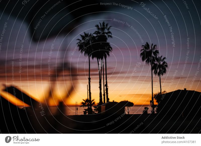 Silhouette von Palmen im abendlichen Sonnenuntergang am Strand Handfläche Baum Gelassenheit Reise Seeküste Urlaub reisen MEER Sommer Tourismus Venice Beach