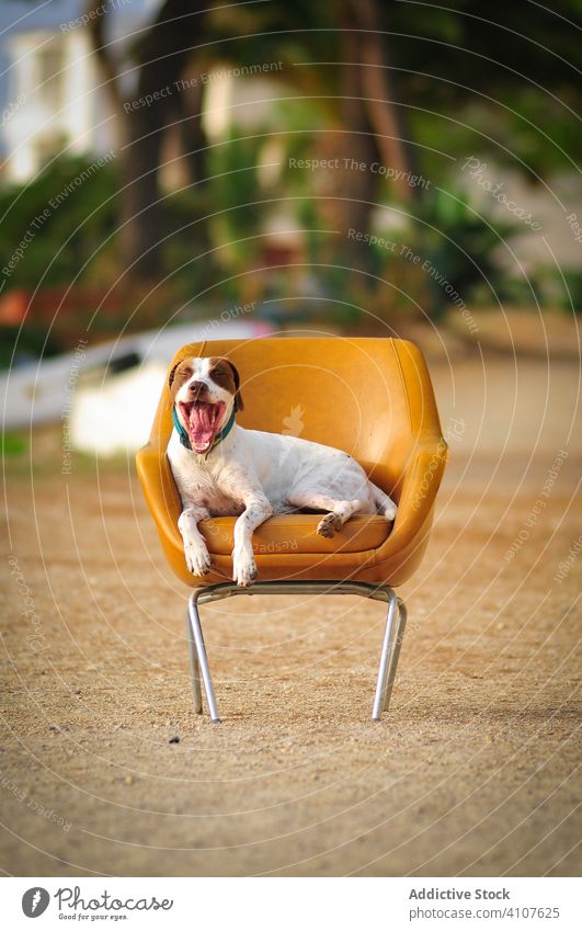 Freudig neugieriger Rassehund sitzt auf einem Stuhl am Strand Hund Glück sich[Akk] entspannen heiter reisen Jack-Russell-Terrier Urlaub freudig Natur froh Sand