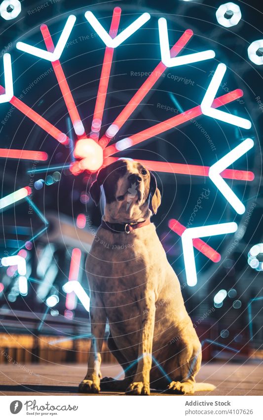 Hund sitzt auf der Straße mit bunten beleuchteten Riesenrad in der Nacht Stadt auf dem Hintergrund Architektur Eckzahn Illumination urban Tier Großstadt