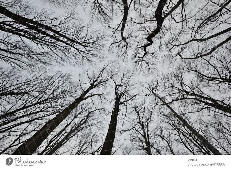 Froschperspektive Umwelt Natur Pflanze Winter Baum grau schwarz Ast himmelwärts Himmel Weitwinkel Farbfoto Außenaufnahme Tag Starke Tiefenschärfe