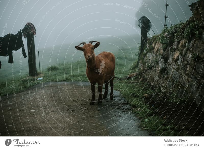 Ziege an der Leine bei nebligem Wetter auf dem Lande Landschaft Tier Natur Dorf Säugetier braun heimisch Nebel friedlich Gras weiden Feld ländlich Weide