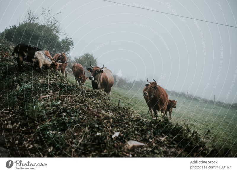 Kuhherde auf der Weide Herde weiden Feld Rind Wiese neblig Landschaft Tier Bauernhof Säugetier Natur ländlich Gras Viehbestand Umwelt grün heimisch Molkerei