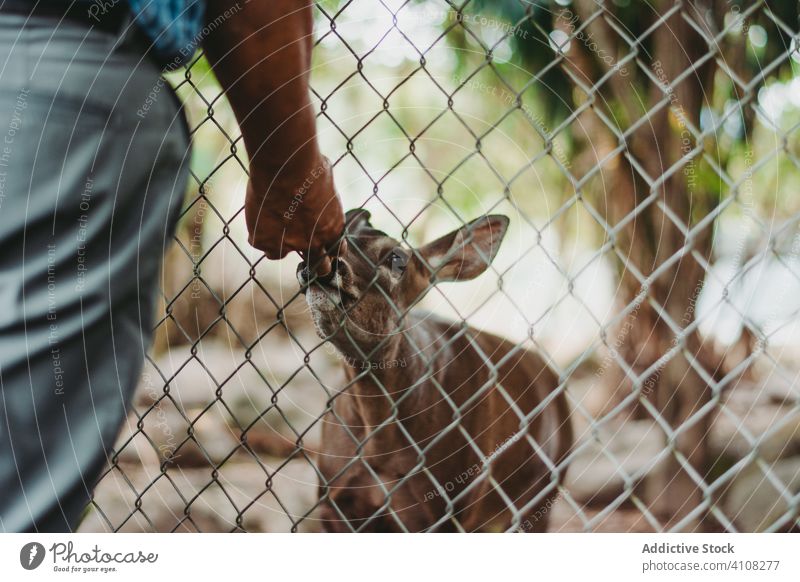 Neugieriges Reh im Gehege beschnuppert die Hand eines anonymen Mannes im Tierpark Hirsche Zoo Zaun Säugetier Fauna neugierig sich[Akk] entspannen Fell