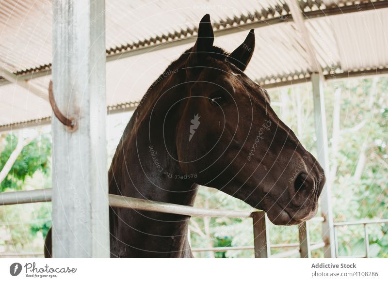 Wunderschönes schwarzes Pferd im Stall Pferdestall Tier Bauernhof Säugetier heimisch Ranch ländlich Landschaft Viehbestand Dorf Haustier Hengst Sattelkammer