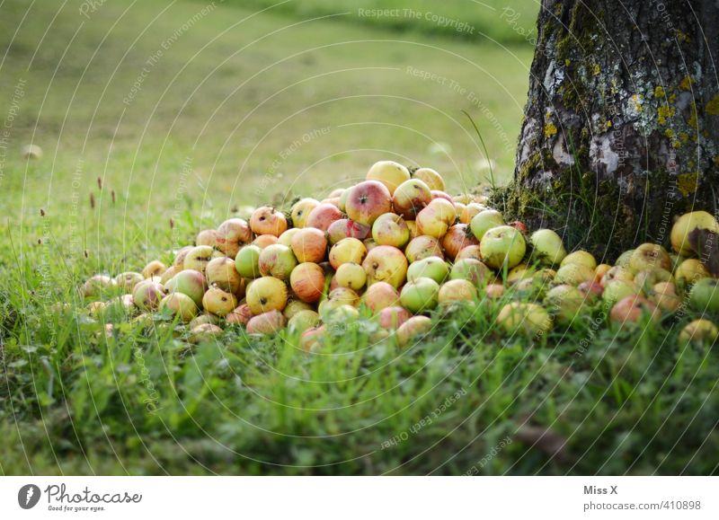 Apfelhaufen Lebensmittel Frucht Ernährung Bioprodukte Garten Herbst Baum Wiese süß Fallobst Streuobstwiese reif faulig Gartenabfall Kompost Haufen Ernte