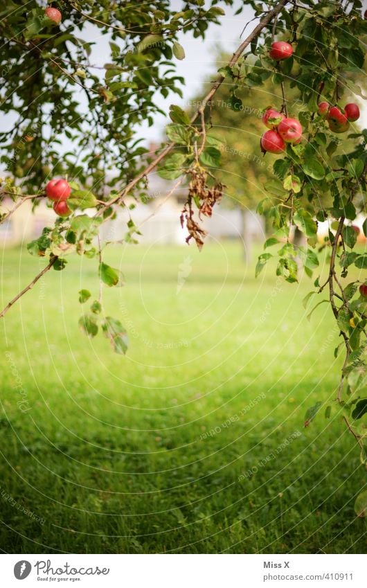 Obstwiese Lebensmittel Frucht Apfel Ernährung Bioprodukte Vegetarische Ernährung Sommer Herbst Schönes Wetter Baum Garten frisch Gesundheit lecker saftig süß