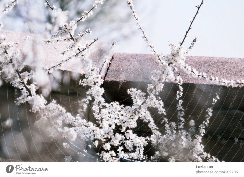 Im Bauhof blüht es trotz widriger Umstände oder ein junger Baum zwischen Steinen reckt seine Äste ins Sonnenlicht weiß zart Blüte Blüten Frühling hell leuchtend