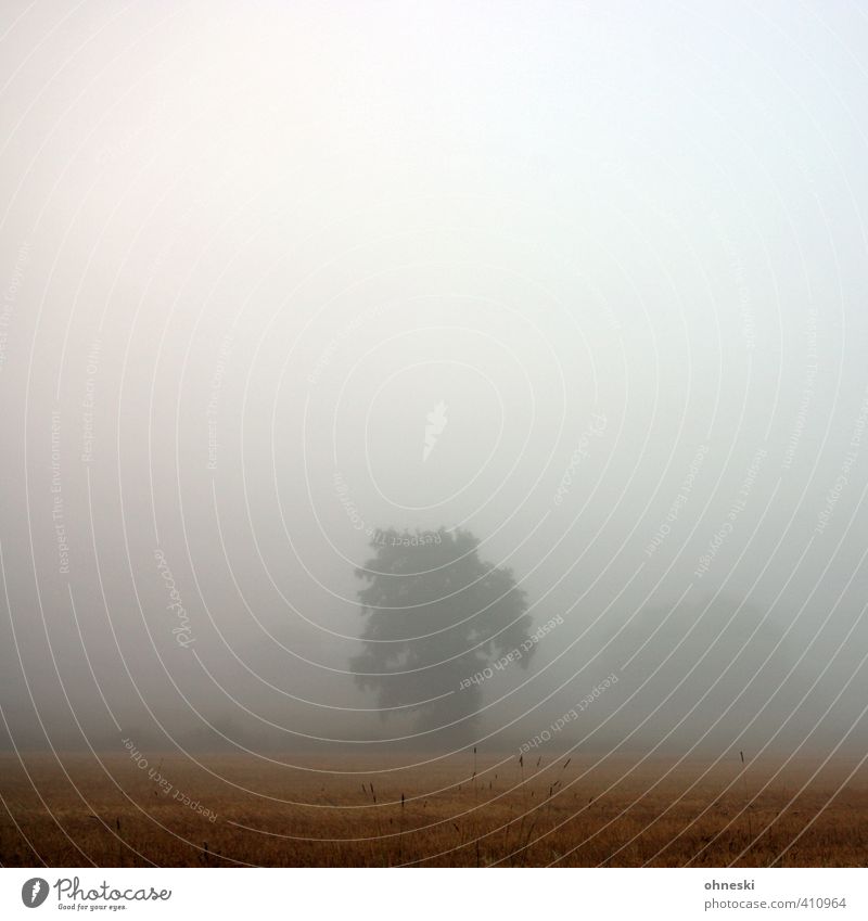 Untermieter | Versteckt Landschaft Herbst Nebel Baum Feld friedlich ruhig Glaube demütig Trauer Tod Sehnsucht Einsamkeit Farbfoto Außenaufnahme Menschenleer