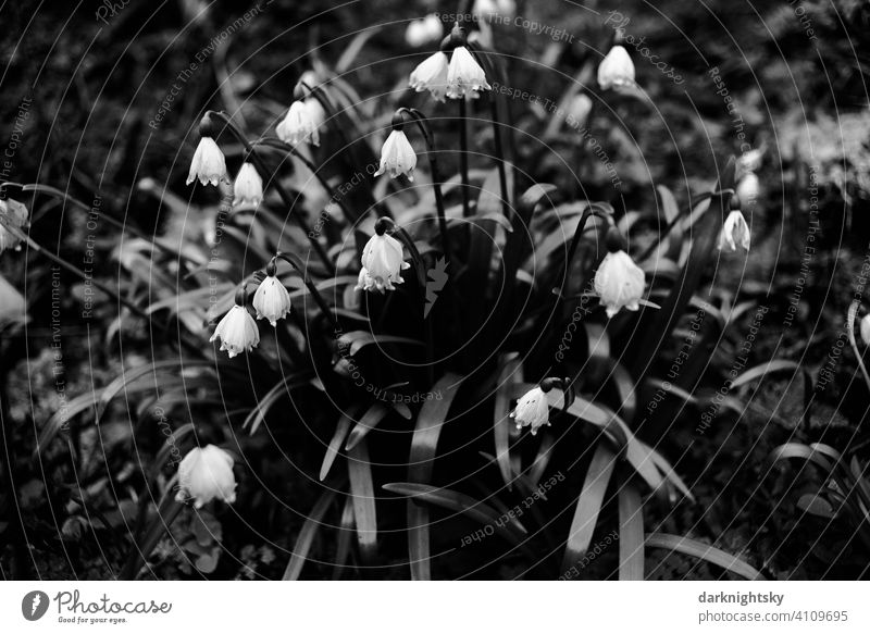 Märzenbecher Frühlings-Knotenblume (Leucojum vernum) in reichhaltiger Anhäufung, schwarzweiß Foto bedecktsamer spargelartig wildnis subatlantisch