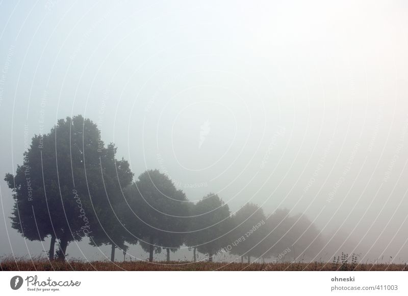 Nebulös Nebel Morgendämmerung Bäume Allee mysteriös geheimnisvoll Trauer Einsamkeit Leben Hoffnung