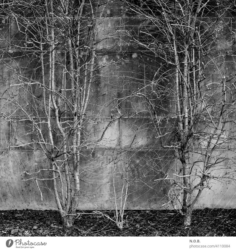 Sträucher an einer Mauer in schwarzweiss strauch Schwarzweißfoto schwarzweiß Monochrom Außenaufnahme monochrom grau Geäst kahl Menschenleer Tag