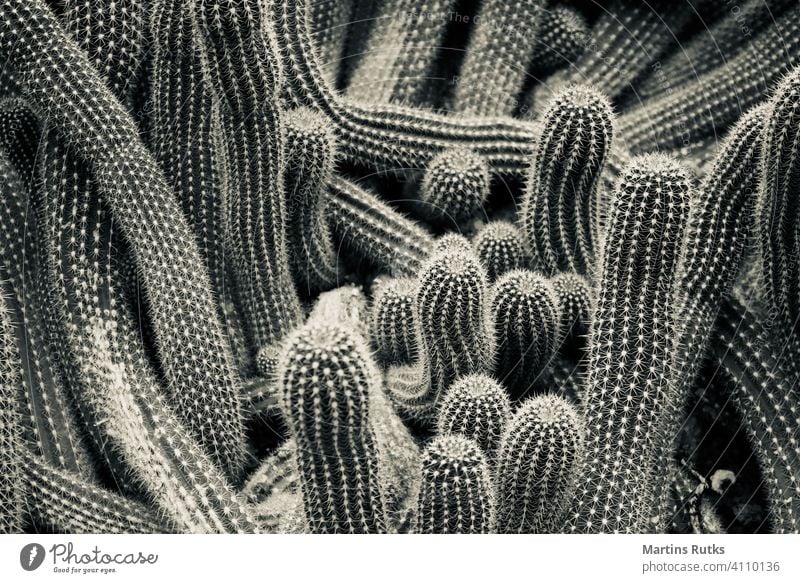 Wurm wie Kaktus detailliert rein gefährlich Kur Formular Wachstum Apotheke wachsen schließen geblümt Makro Blume Schönheit Dekoration & Verzierung grün rund