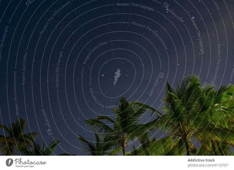 Sternennacht in Punta Cana mit malerischer Landschaft sternenklar Nacht Himmel Handfläche Natur dunkel Raum Licht Astronomie Galaxie Schönheit reisen